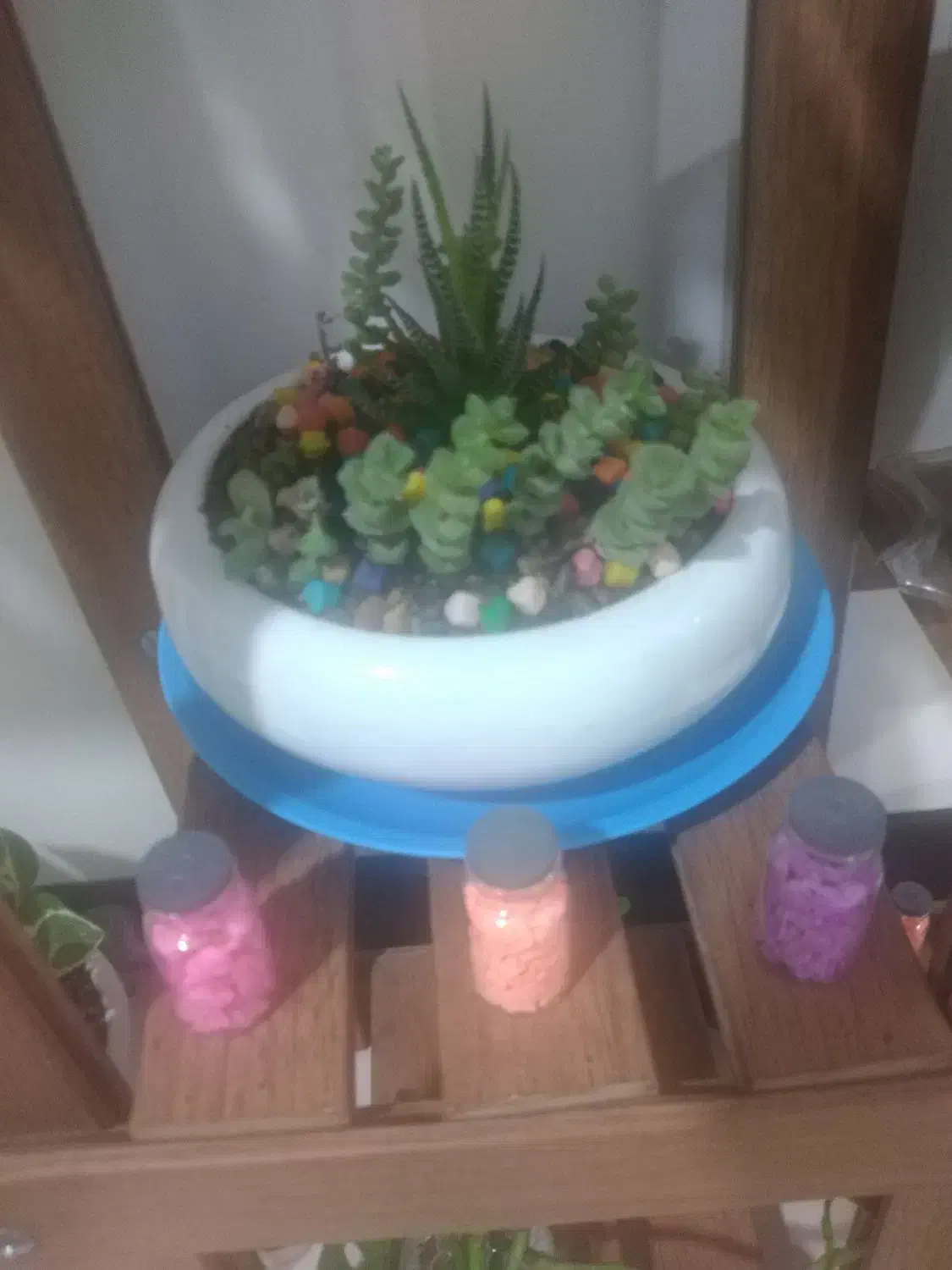 تعویض گل آپارتمانی با پرنده خونگی یا ماهی اکواریمی|گل و گیاه طبیعی|کهریزک, |دیوار