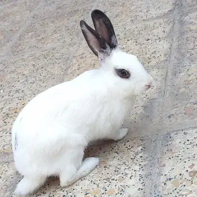 خرگوش|موش و خرگوش|دزفول, |دیوار