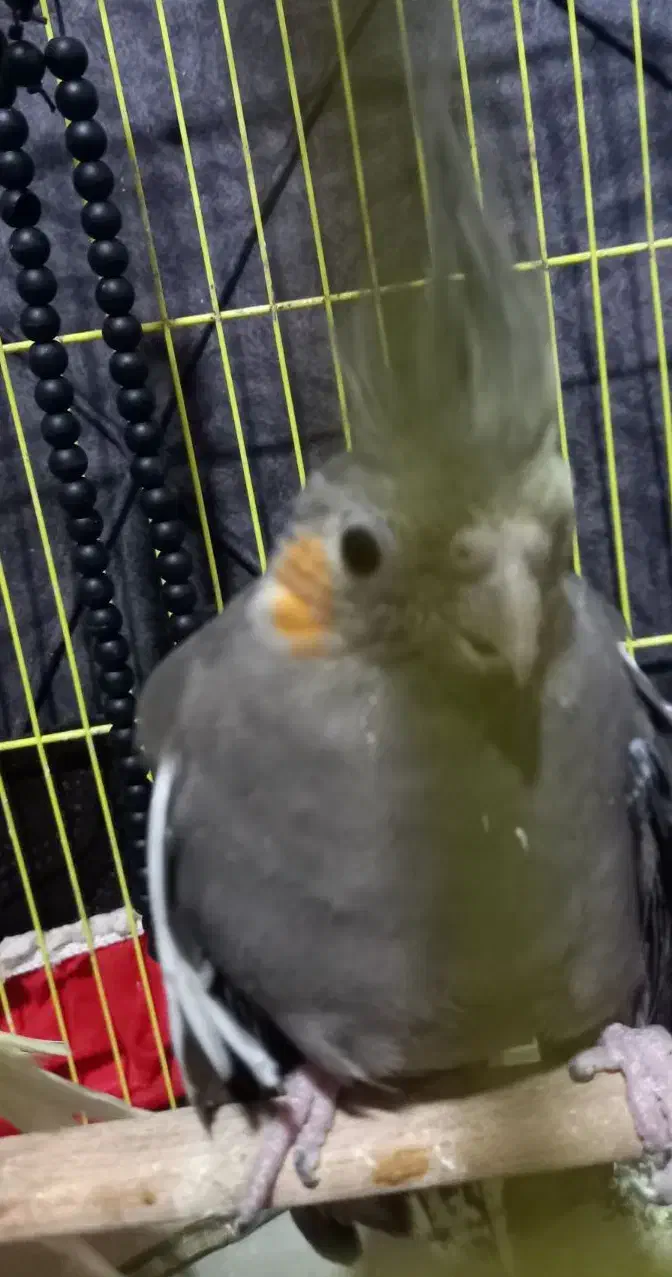 عروس هلندی|پرنده|چالوس, |دیوار