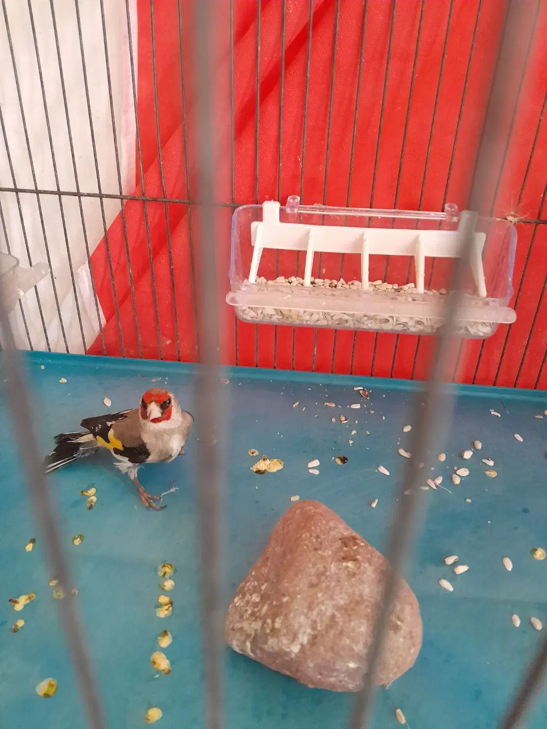 سهره|پرنده|بیرجند, |دیوار