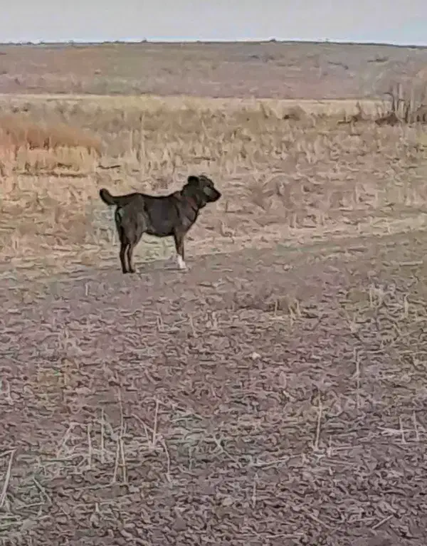 ماده گله ای نگهبان|سگ|فرمهین, |دیوار