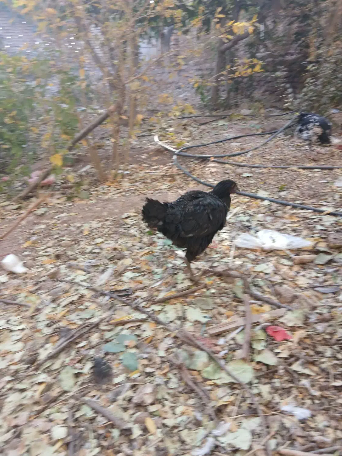 جوجه خروس مرغ|حیوانات مزرعه|قزوین, |دیوار