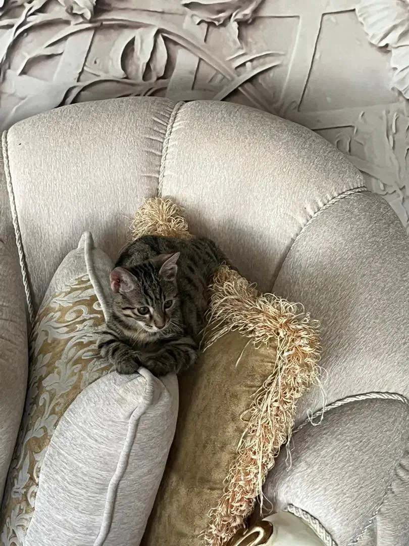 واگذاری گربه شیطون|گربه|مهاباد (آذربایجان غربی), |دیوار