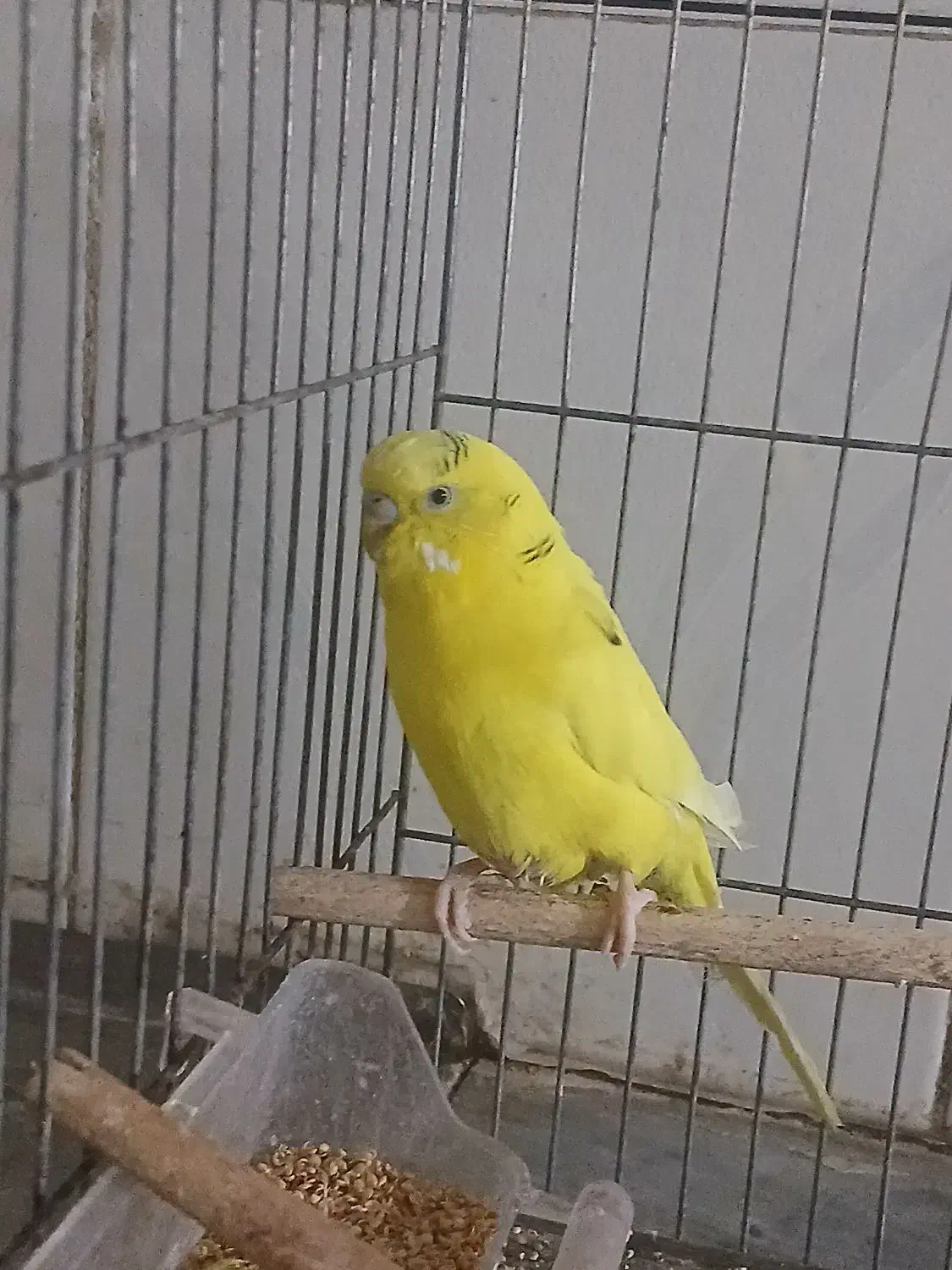 مرغ عشق سرحال|پرنده|قم, دروازه ری|دیوار