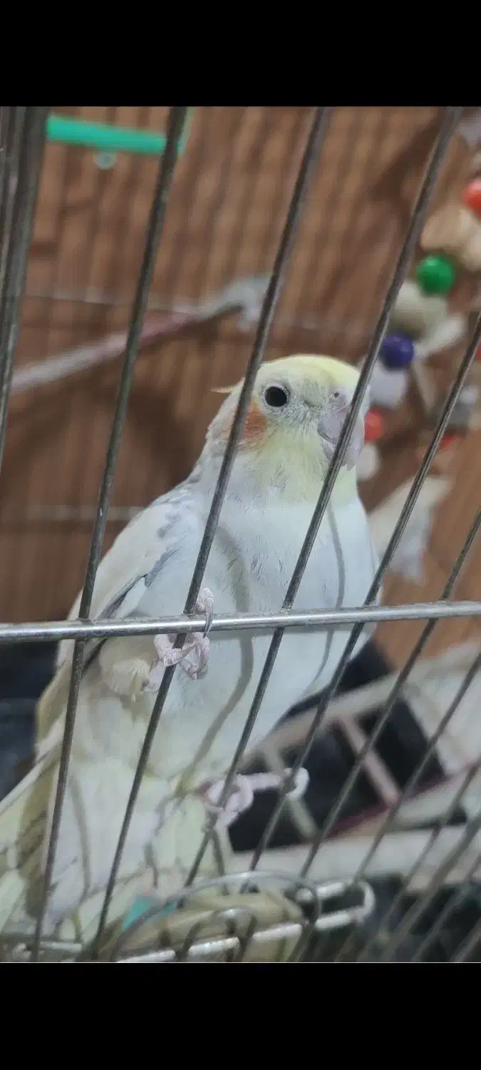 یک جفت عروس هلندی با قفس|پرنده|تهران, شمس‌آباد|دیوار