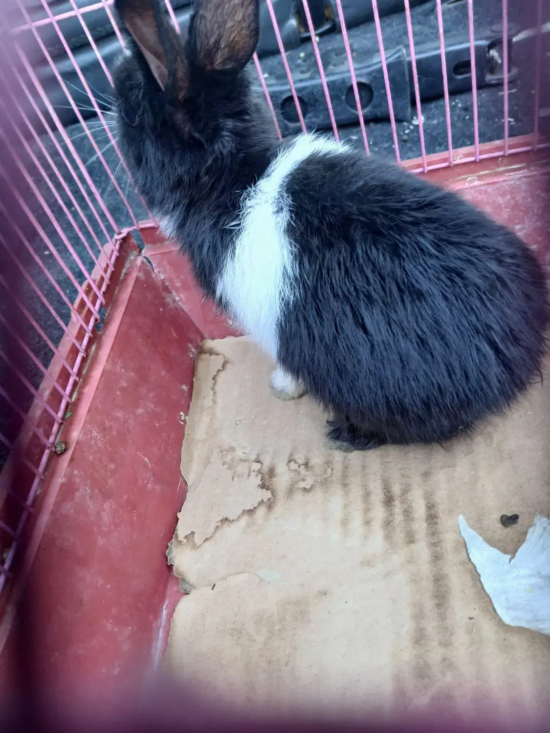 خرگوش مینیاتوری فوری|موش و خرگوش|تهران, سلیمانی|دیوار