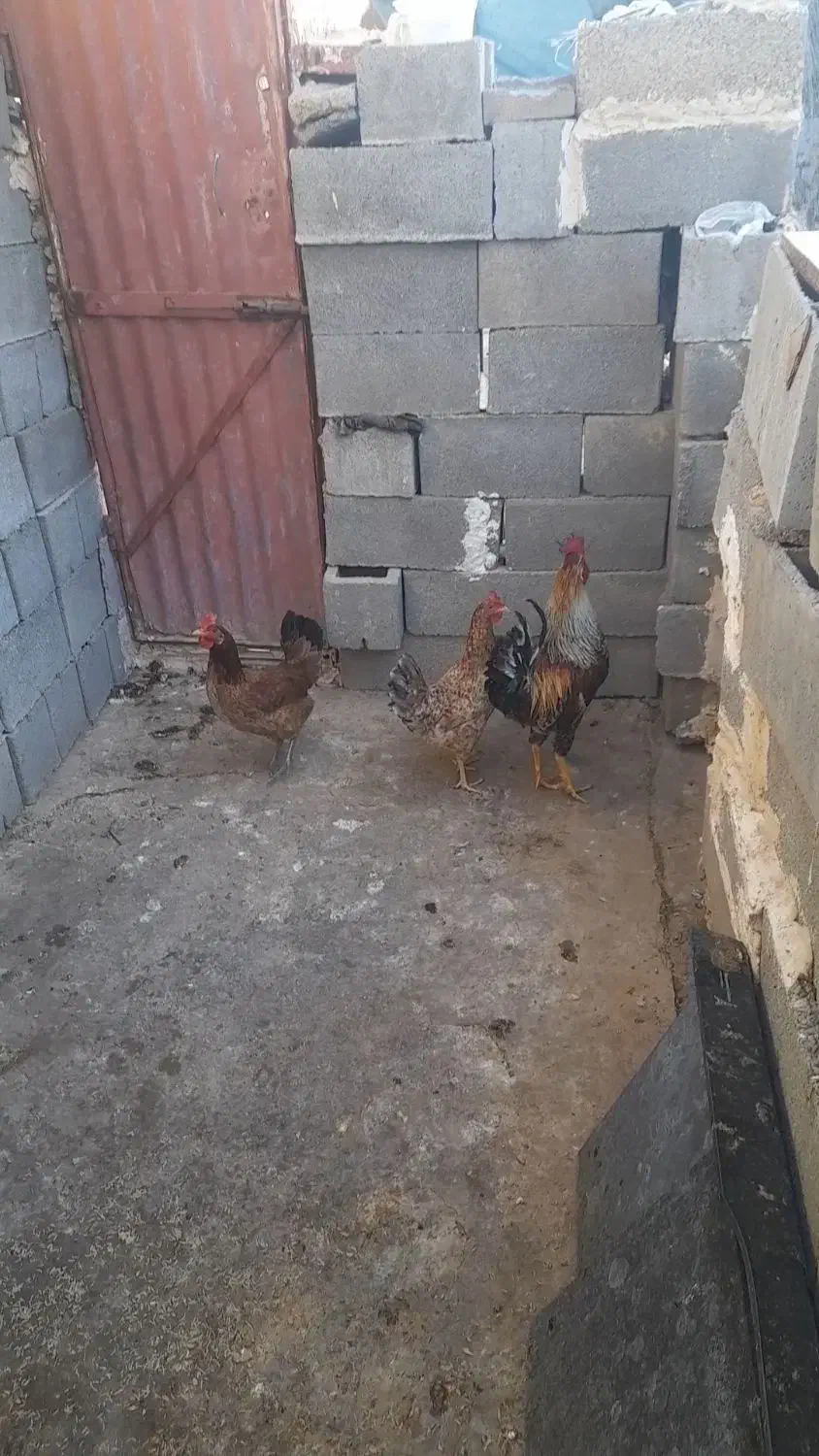 دورگ|پرنده|امیدیه, |دیوار