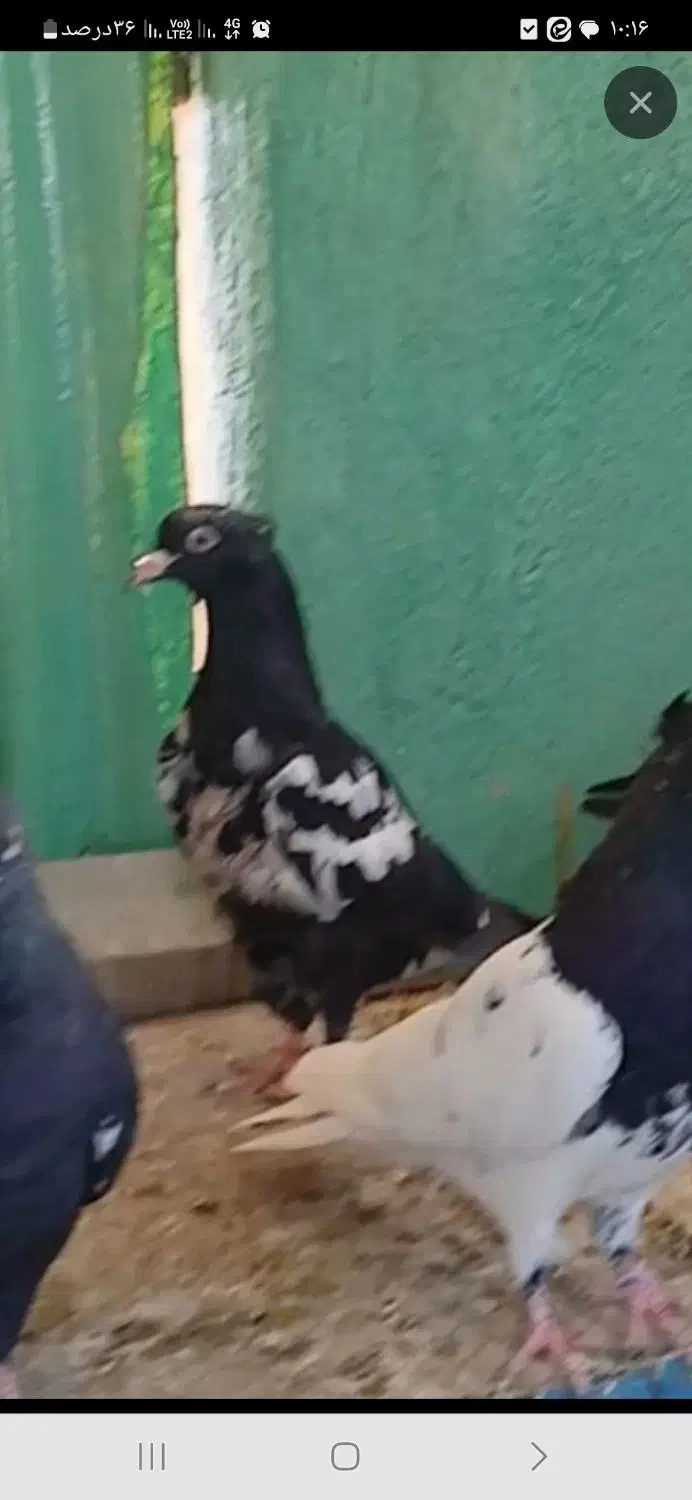 سینه سیاه|پرنده|تهران, امیریه|دیوار