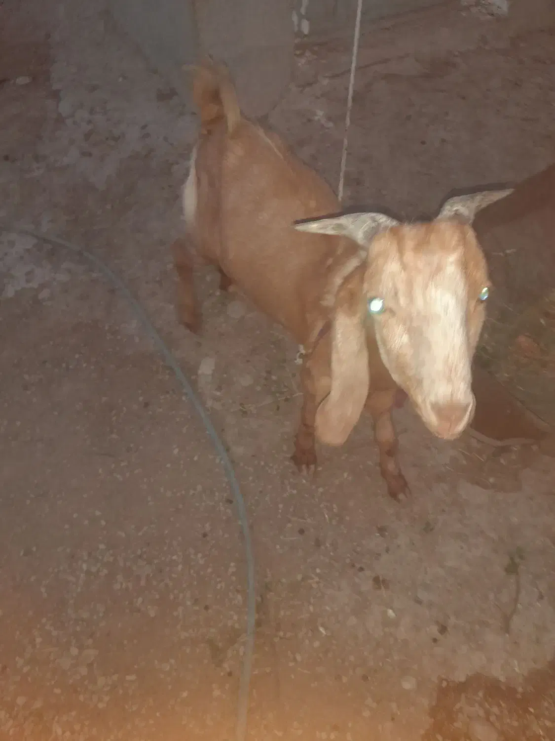 کهره نر فروشی|حیوانات مزرعه|وحدتیه, |دیوار