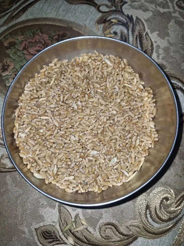 گندم بذری|گل و گیاه طبیعی|کرخه, |دیوار