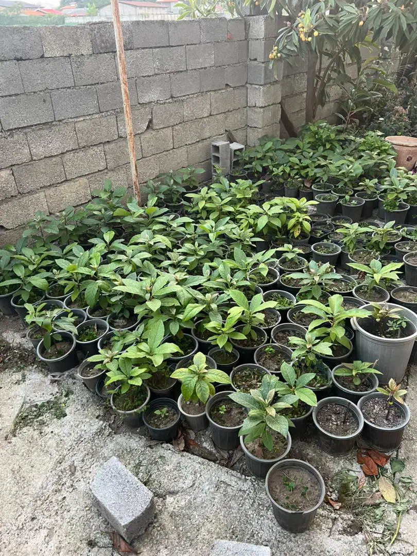 نهال اووکادو مکزیک پرچرب دوساله تا به بالا موجود|خدمات باغبانی و درختکاری|شلمان, |دیوار