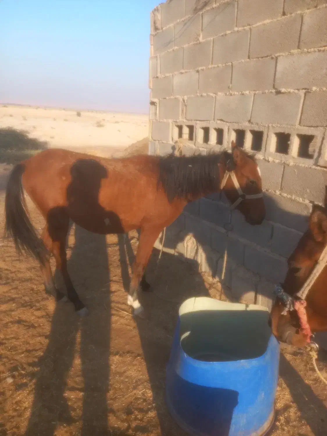 اسب اصیل|اسب و تجهیزات اسبسواری|رامهرمز, |دیوار