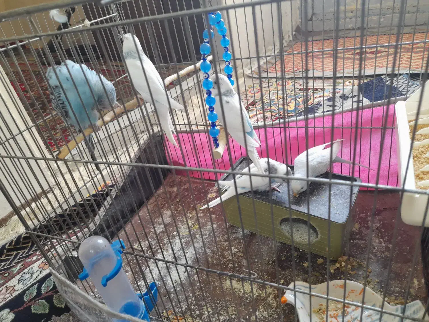 چند مرغ عشق همراه با جوجه.قفس و تمام تجهیزات|پرنده|بیجار, |دیوار