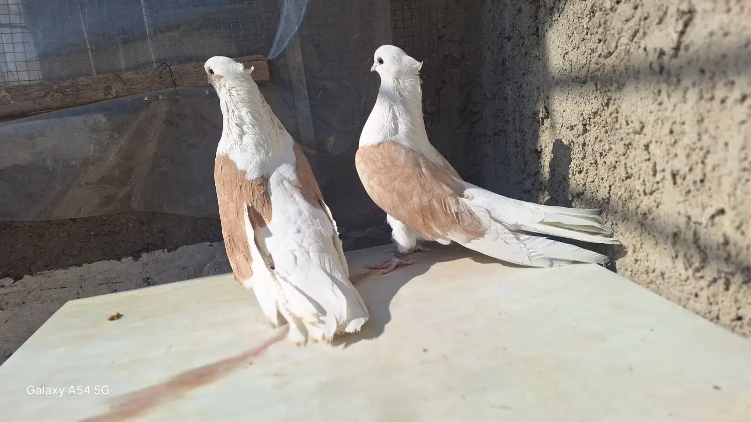 کبوتر دوکت نوک ریز|پرنده|خمینی‌شهر, |دیوار