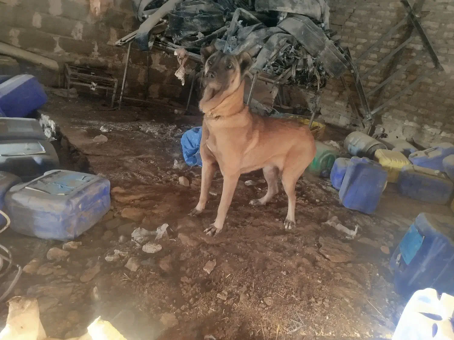 سگ سرابی|سگ|حسن آباد, |دیوار