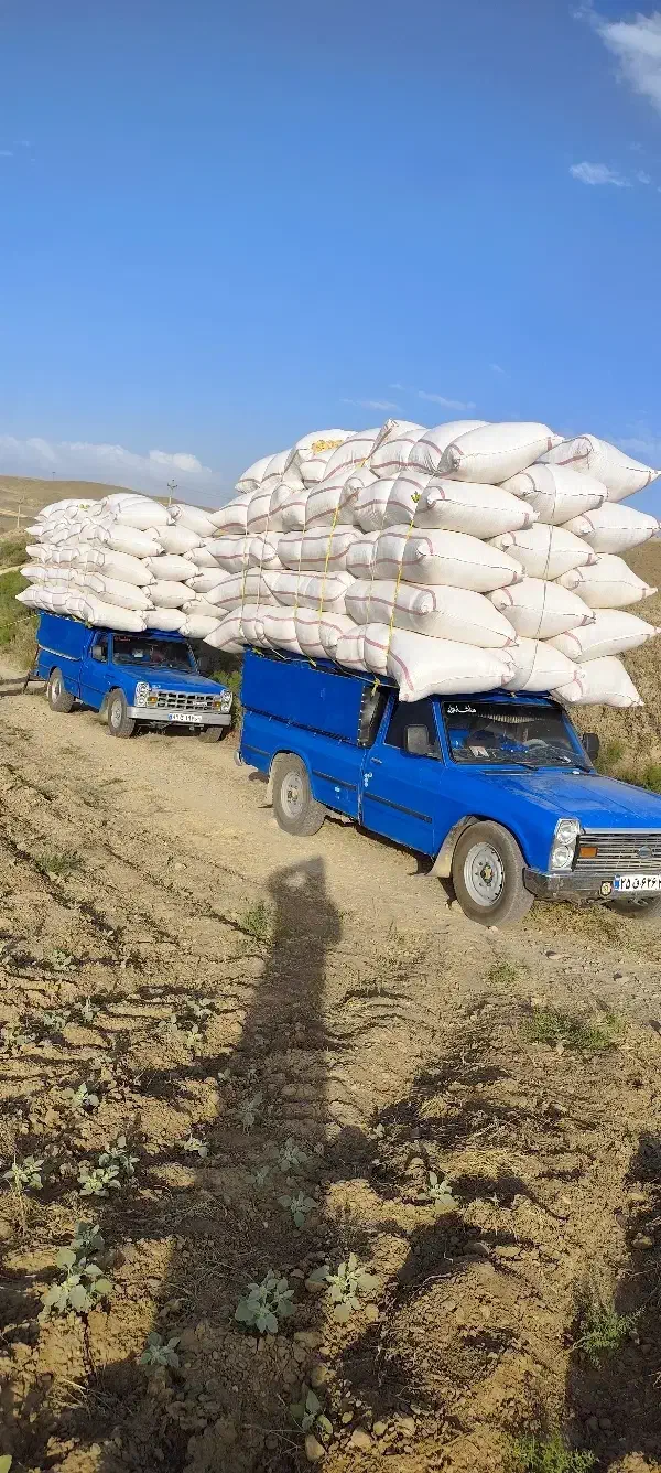 کاه گندم دیم کردستان|لوازم جانبی حیوانات|هشتگرد, قاسم آباد بزرگ|دیوار