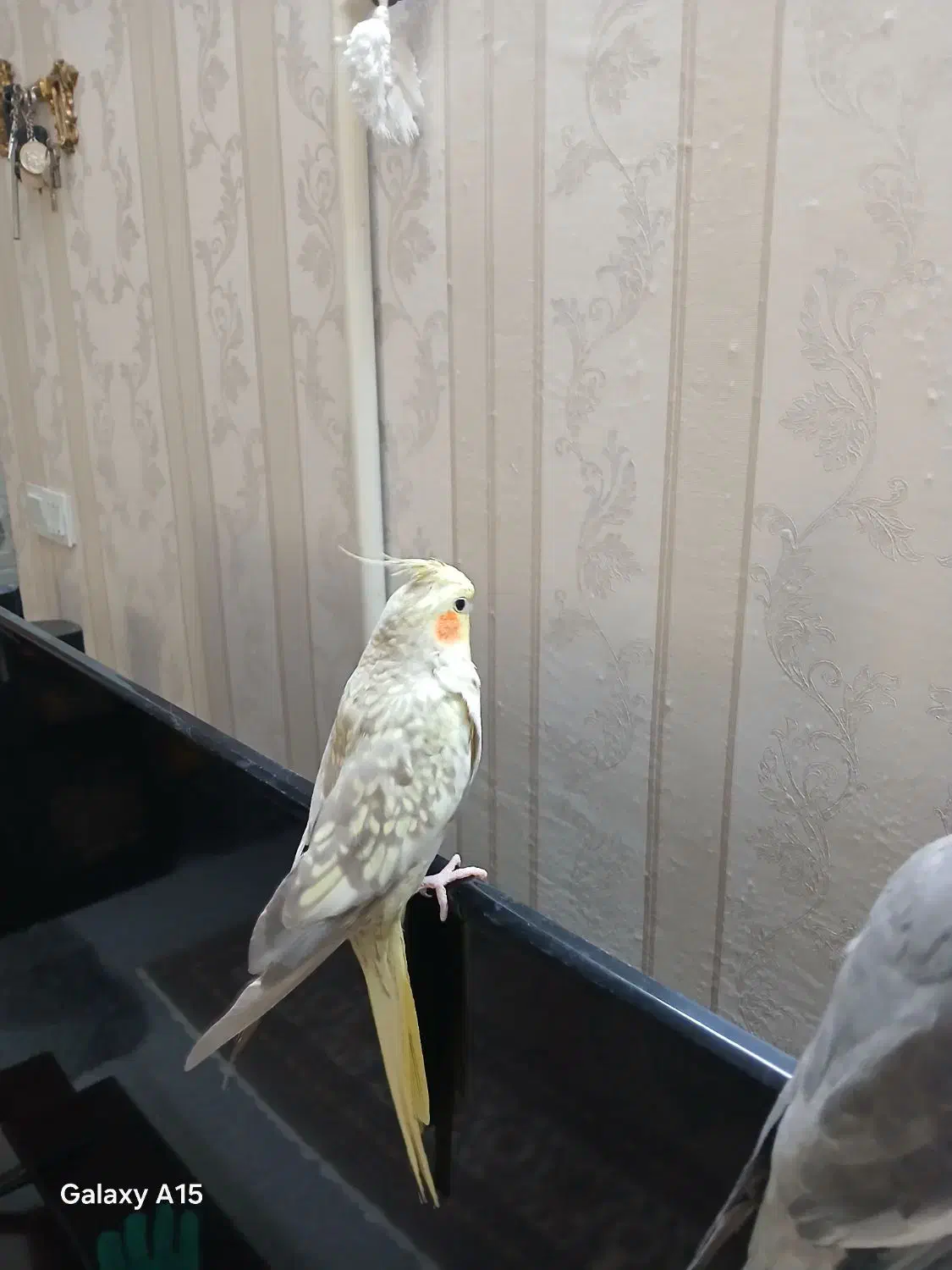 عروس هلندی جفت خورده جوجه داده|پرنده|اسلامشهر, مظفریه|دیوار