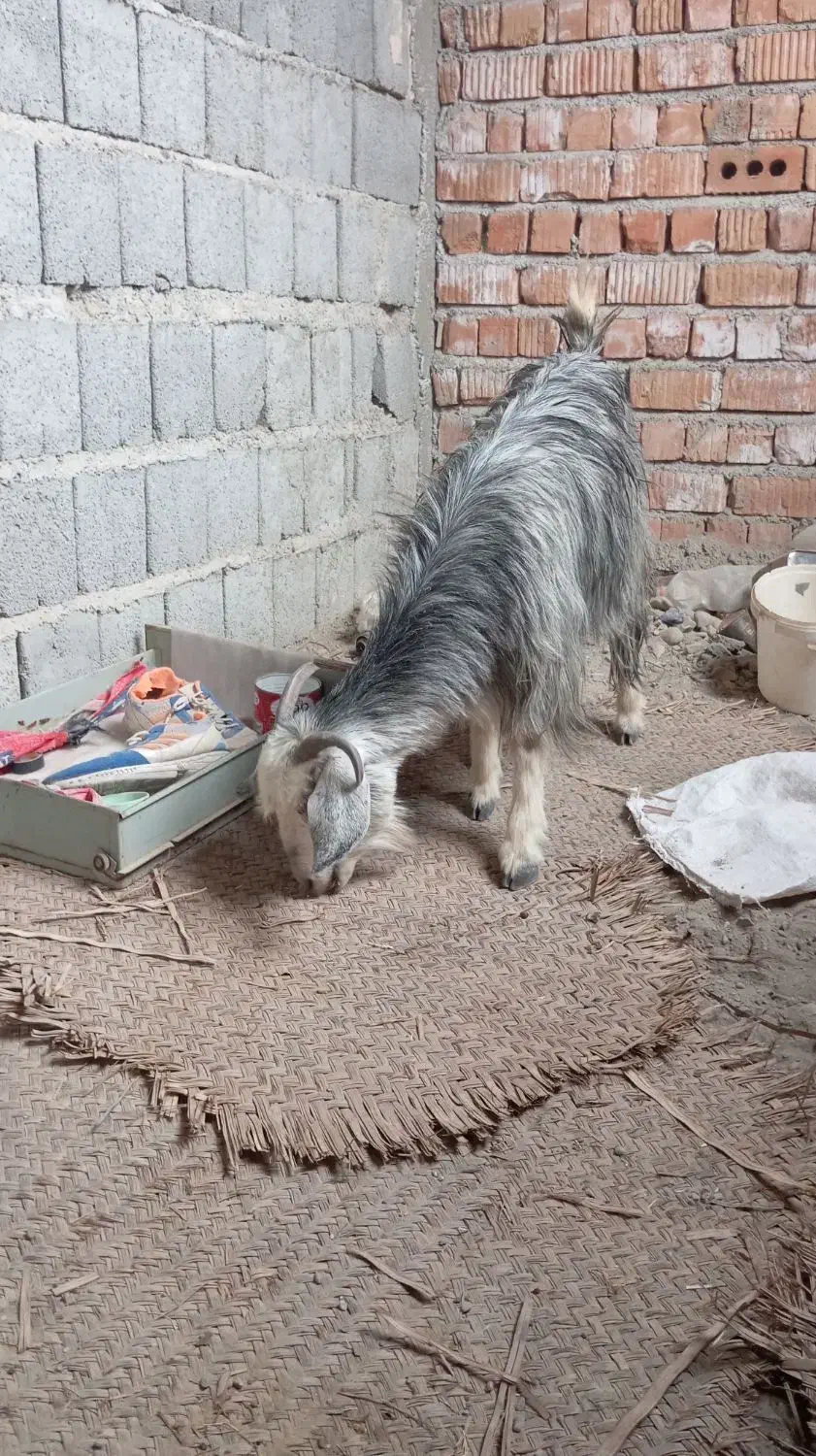 چند عدد گوسفند|حیوانات مزرعه|ایرانشهر, |دیوار