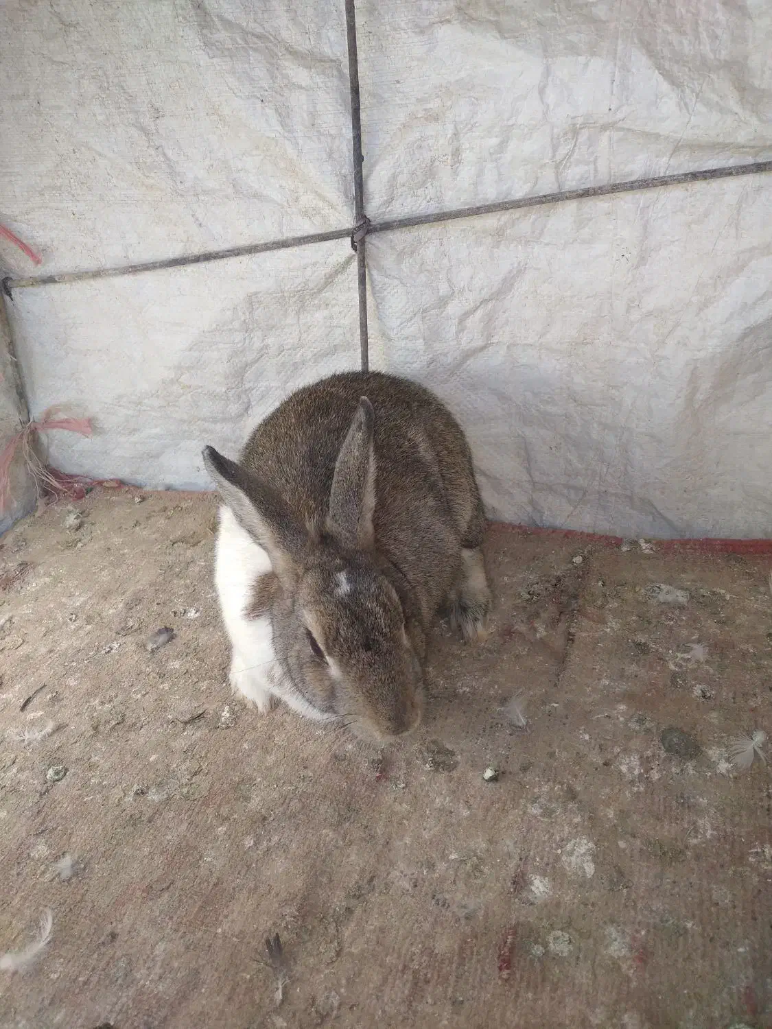 خرگوش ماده|موش و خرگوش|لردگان, |دیوار