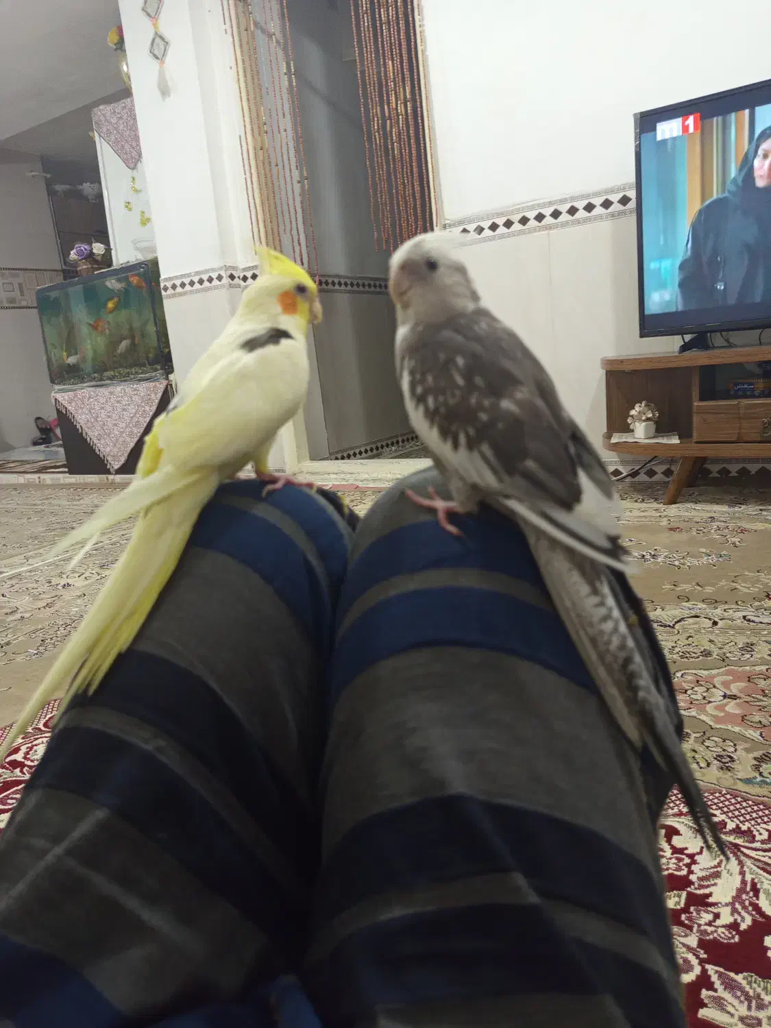 یک جفت عروس هلندی نرو ماده،تازه جفت شدن رام ودستی.|پرنده|کرمانشاه, |دیوار