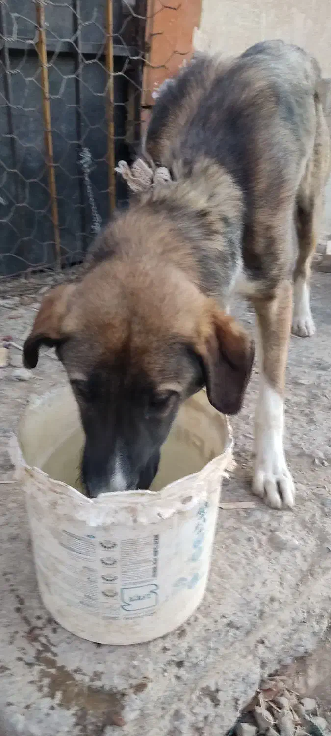 سگ سرابی اصیل|سگ|سنندج, |دیوار