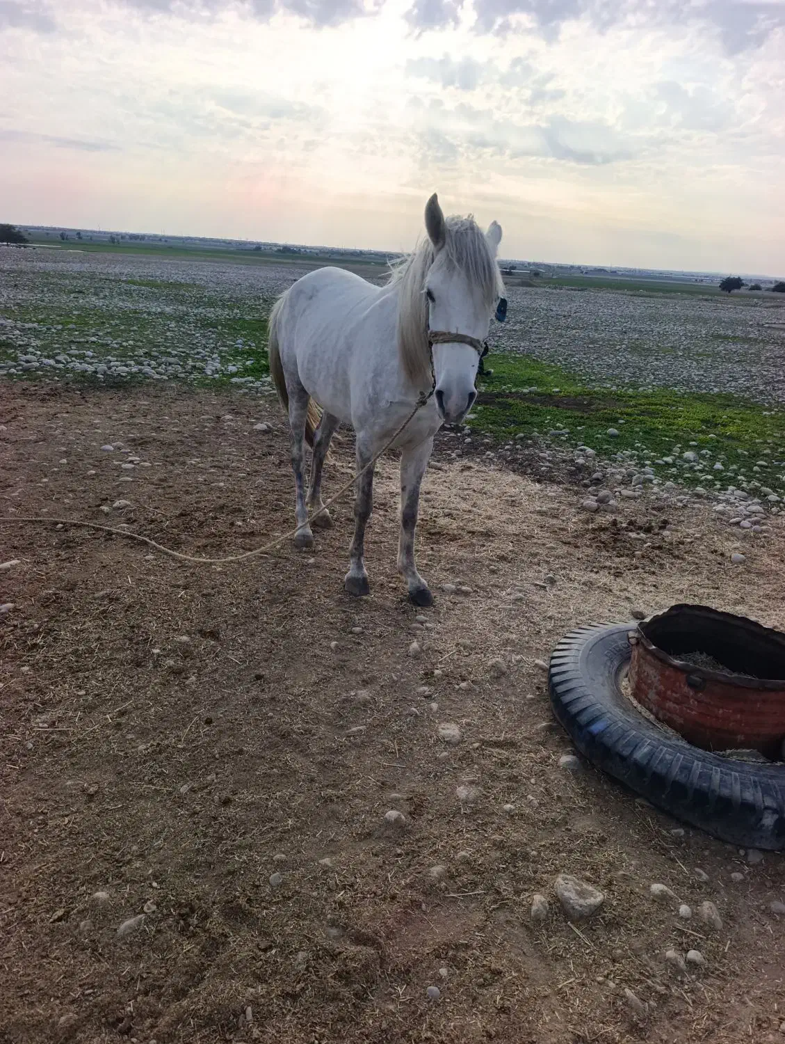 مادیان|اسب و تجهیزات اسب‌سواری|اندیمشک, |دیوار