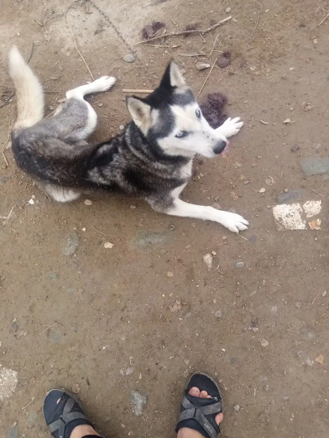 کبوتر|پرنده|سیمین شهر, |دیوار