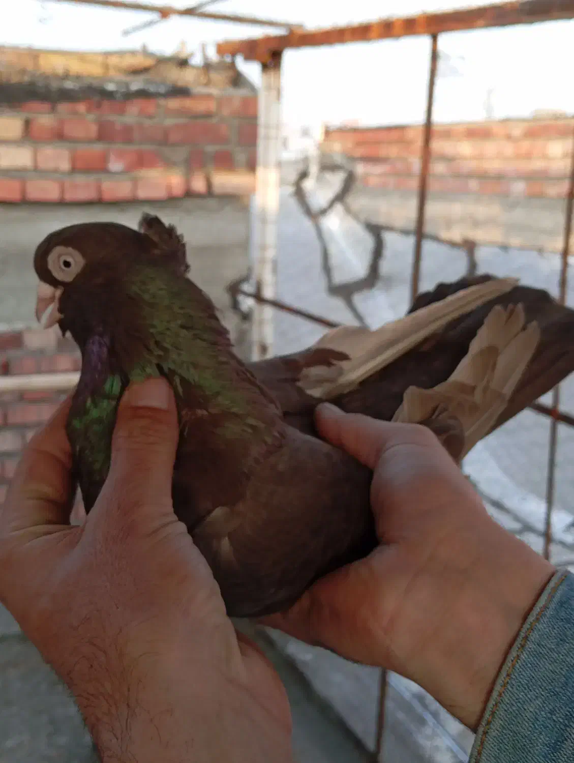 صرب کوزو لوکس|پرنده|لیلان, |دیوار