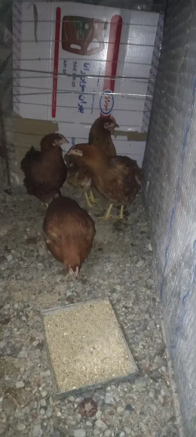 مرغ 6ماهه|حیوانات مزرعه|بیرجند, |دیوار