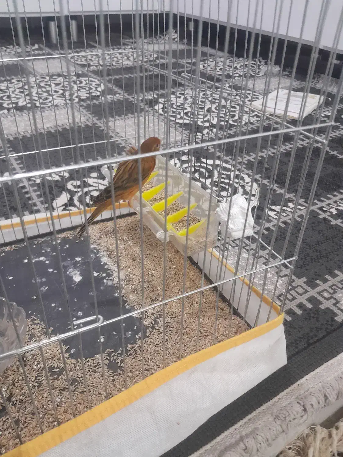 قناری|پرنده|داراب, |دیوار