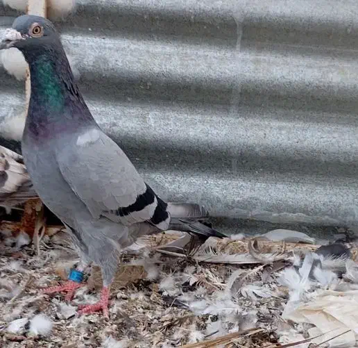 چند عدد کبوتر درجه یک|پرنده|شبانکاره, |دیوار