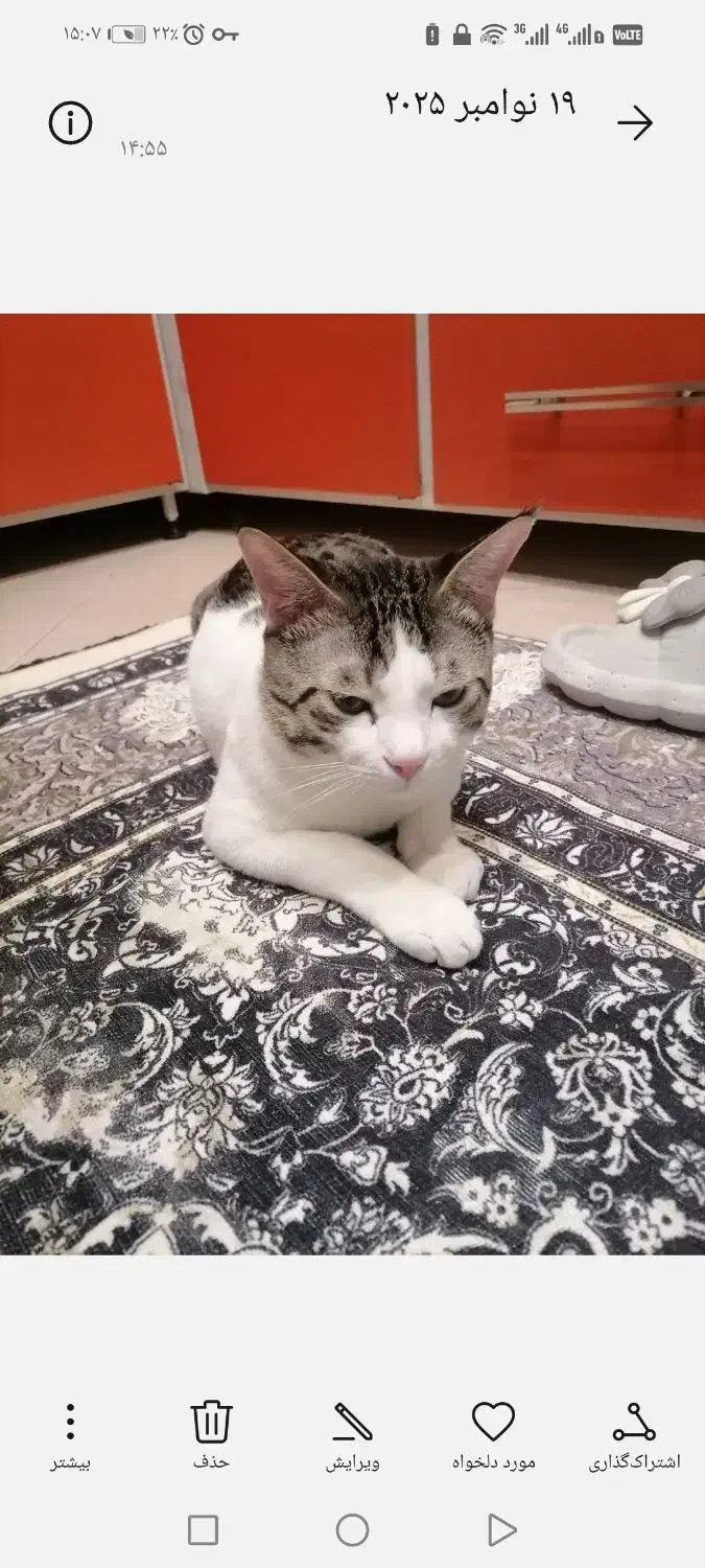 واگذاری گربه خونگی نر ۸ ماهه|گربه|گنبد کاووس, |دیوار