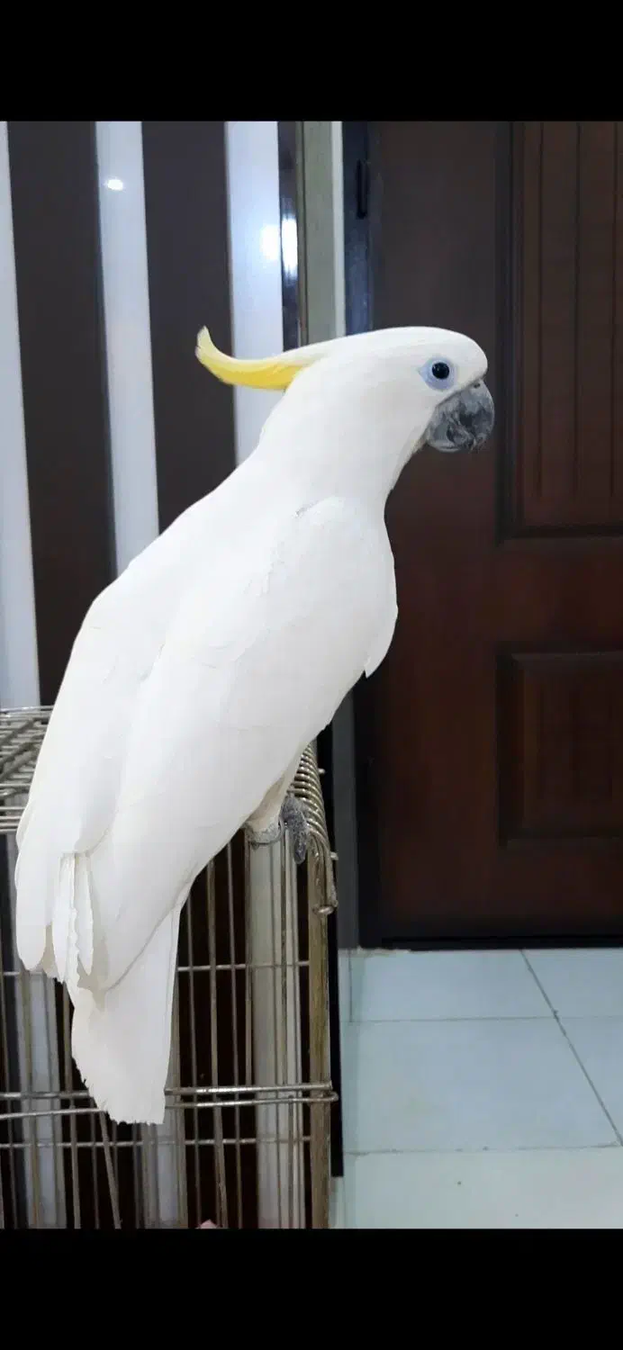 طوطی کاکادو تاج زرد نر بالغ فول رام دستی بیگ سایز|پرنده|تهران, پرستار|دیوار