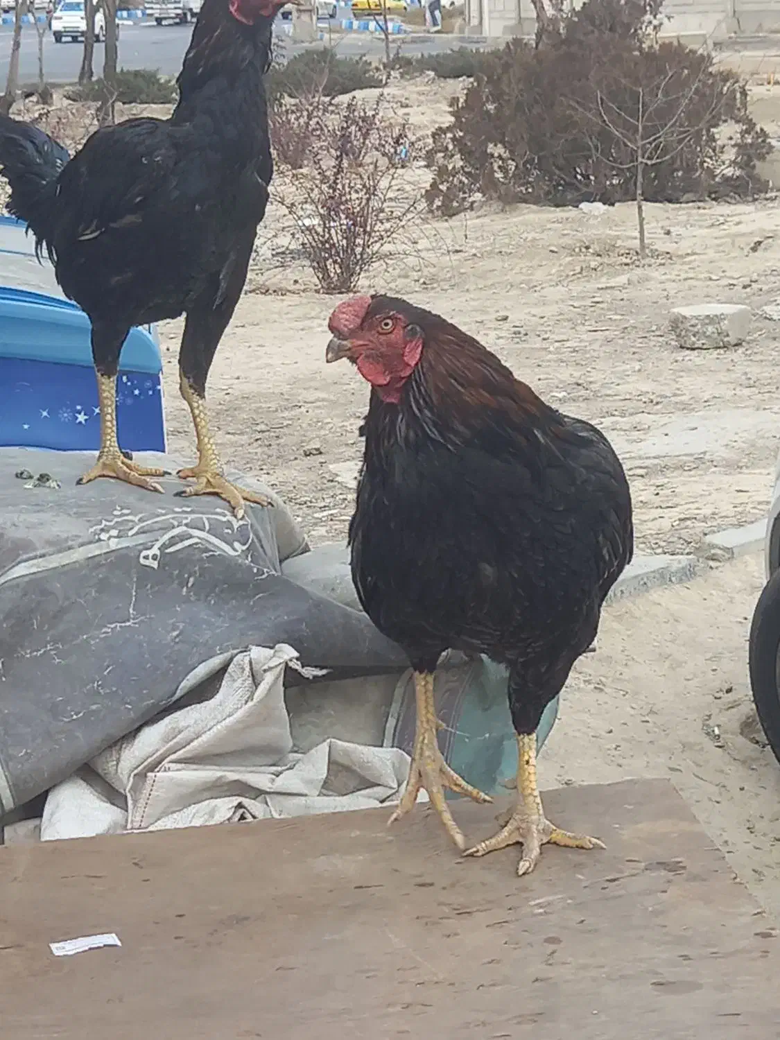 خروس لاری|حیوانات مزرعه|نسیم‌شهر, |دیوار