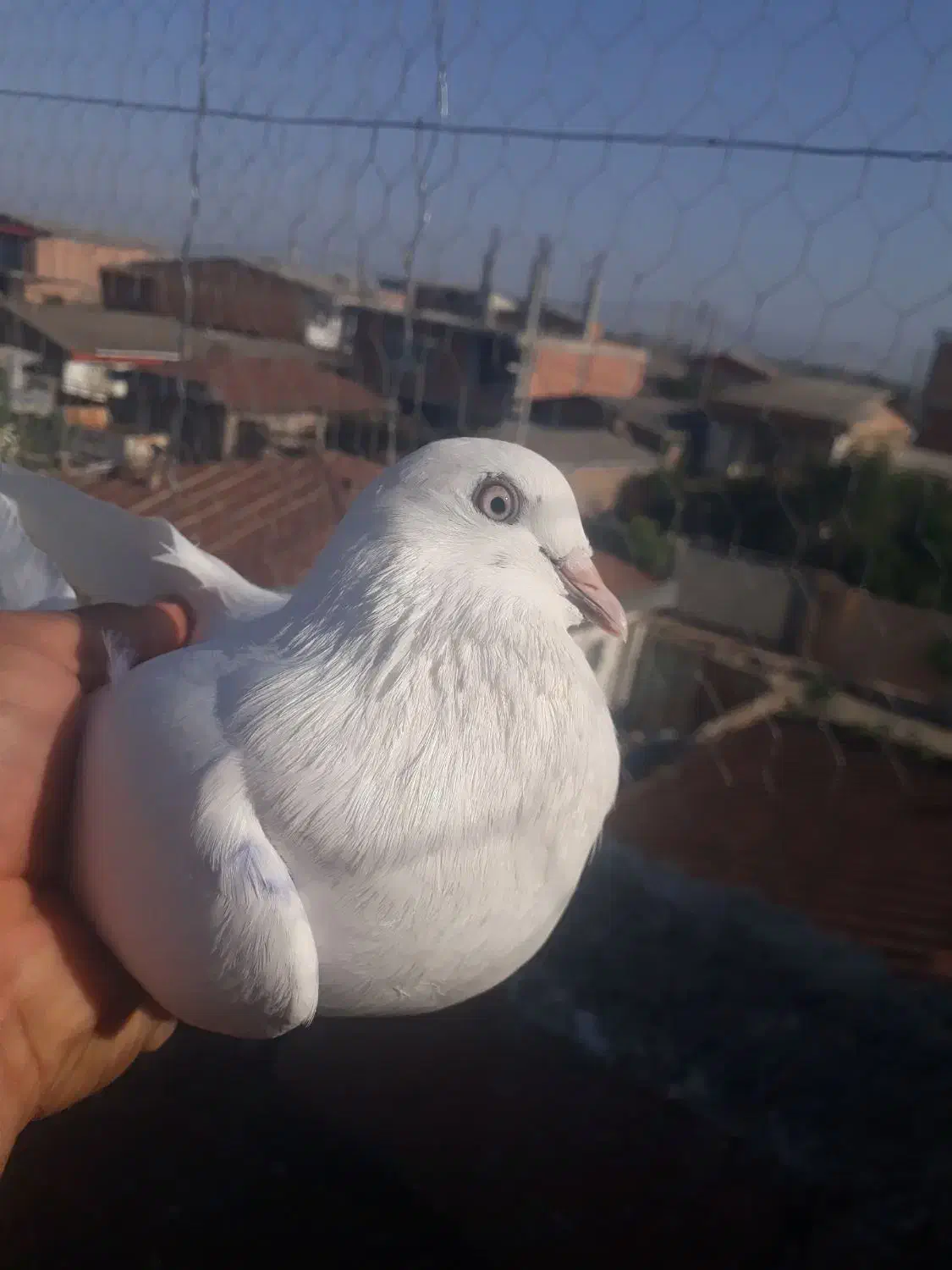 سلام یه کبوتر  ماده از نصل شمرونی|پرنده|مزرعه کتول, |دیوار