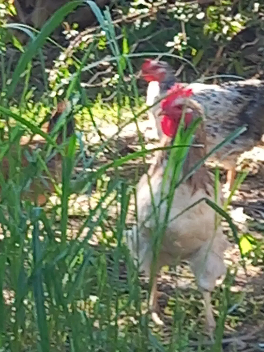 خروس فروشی|حیوانات مزرعه|سیمین شهر, |دیوار