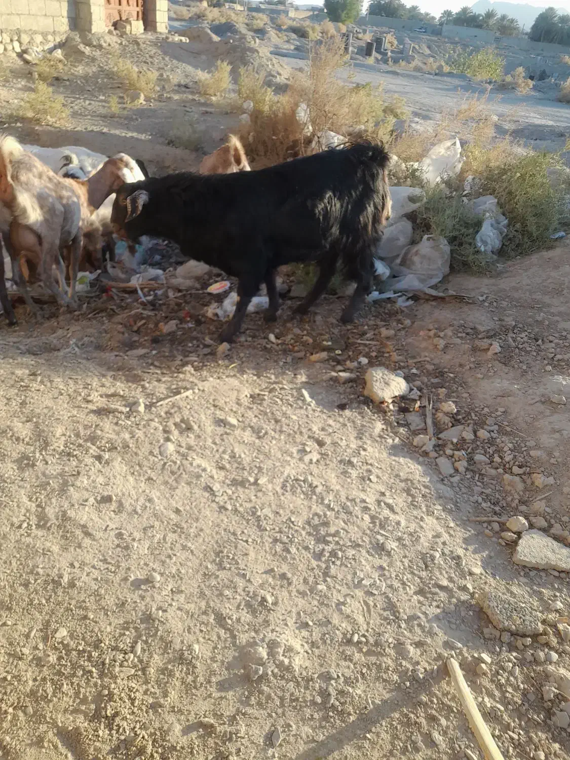 گوسفند خنثی چاق چله مخصوص کشتن|حیوانات مزرعه|سراوان, |دیوار