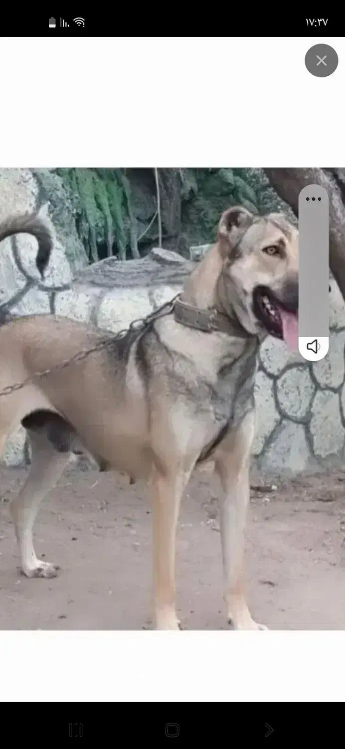 سگ سراب|سگ|سراجو, |دیوار