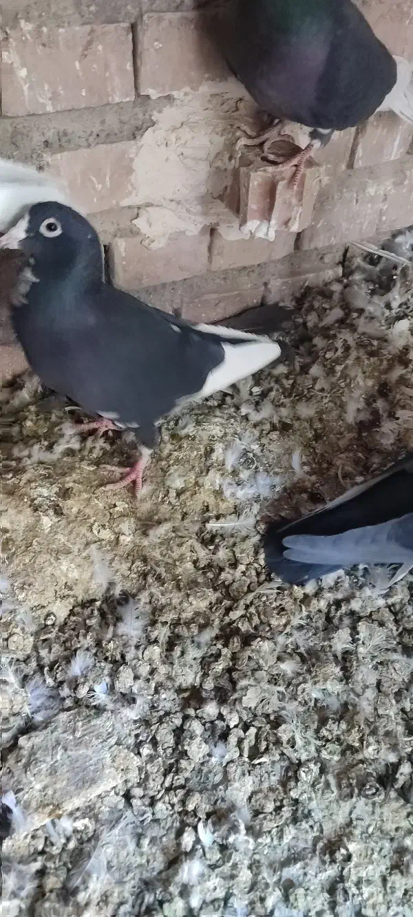 کبوتر|پرنده|بم, |دیوار