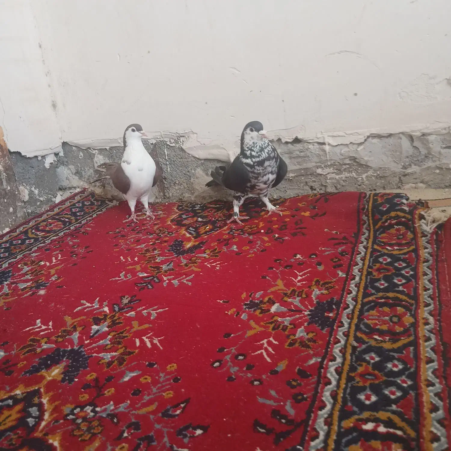 ساده|پرنده|شاندیز, |دیوار