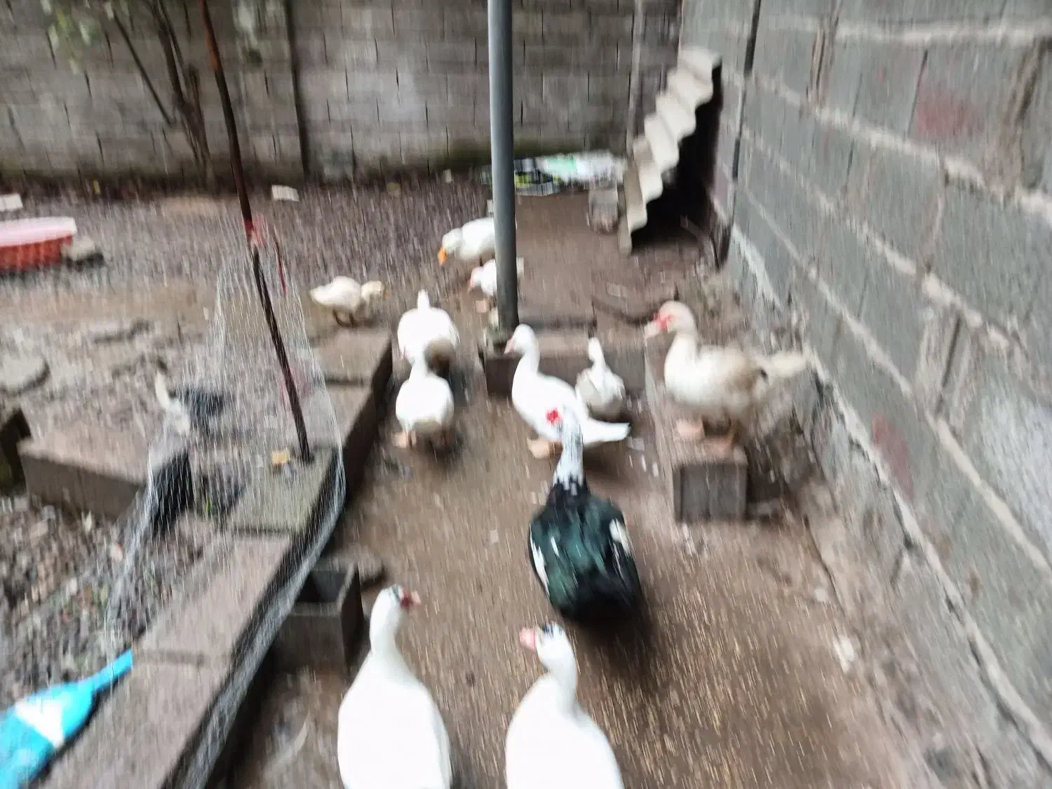 اردک اسراییلی  ۵عدد باهم ۲میلیون|حیوانات مزرعه|آستانه اشرفیه, |دیوار