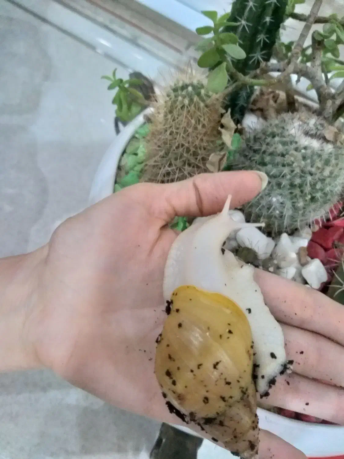 حلزون.پت خانگی|خزنده|قرچک, مهدیه|دیوار