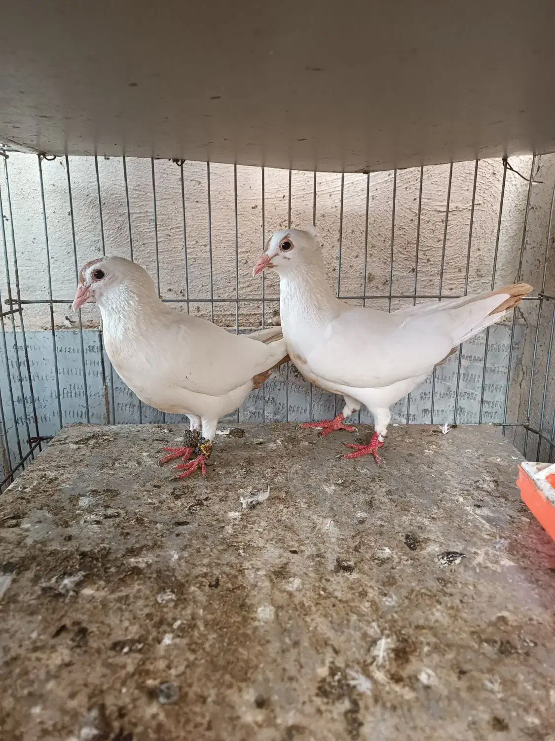 دوجفت دم زرد کرمونی اصیل عطیغه|پرنده|بندرعباس, |دیوار