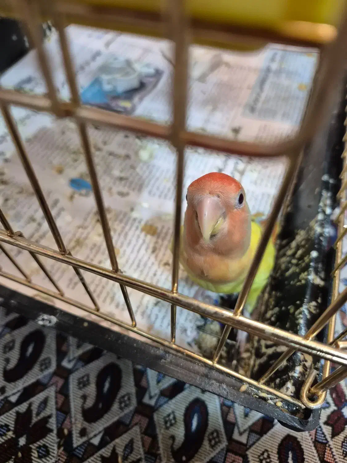 طوطی برزیلی|پرنده|ری, فیروزآبادی|دیوار