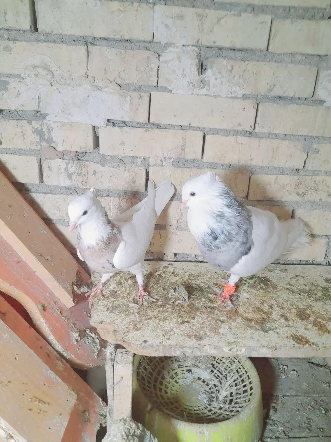 جفت طوقی هفت رنگ|پرنده|رامشیر, |دیوار