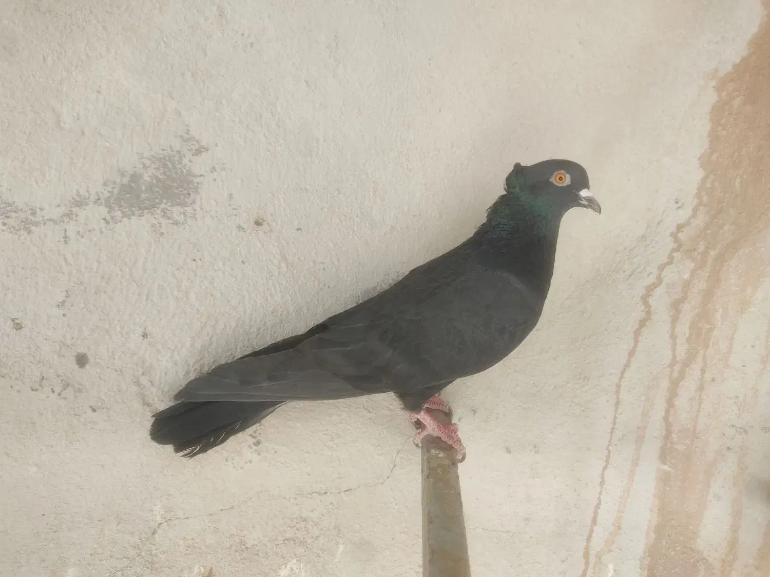 کبوتر|پرنده|معصومیه, |دیوار