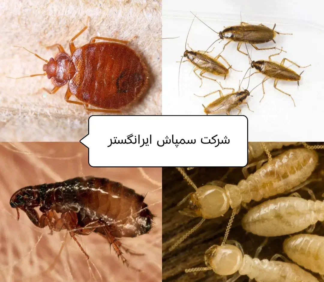 سمپاشی بدون بو تضمینی|خدمات نظافت|برازجان, |دیوار