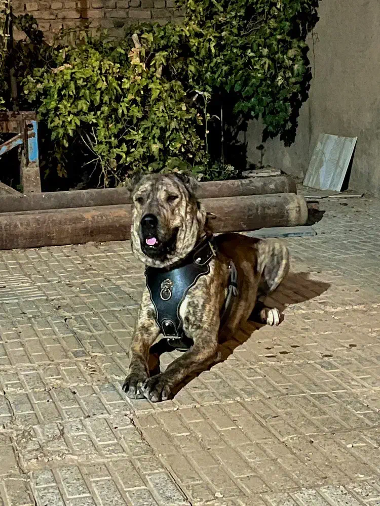 افغان|سگ|مشهد, کوی سیدی|دیوار