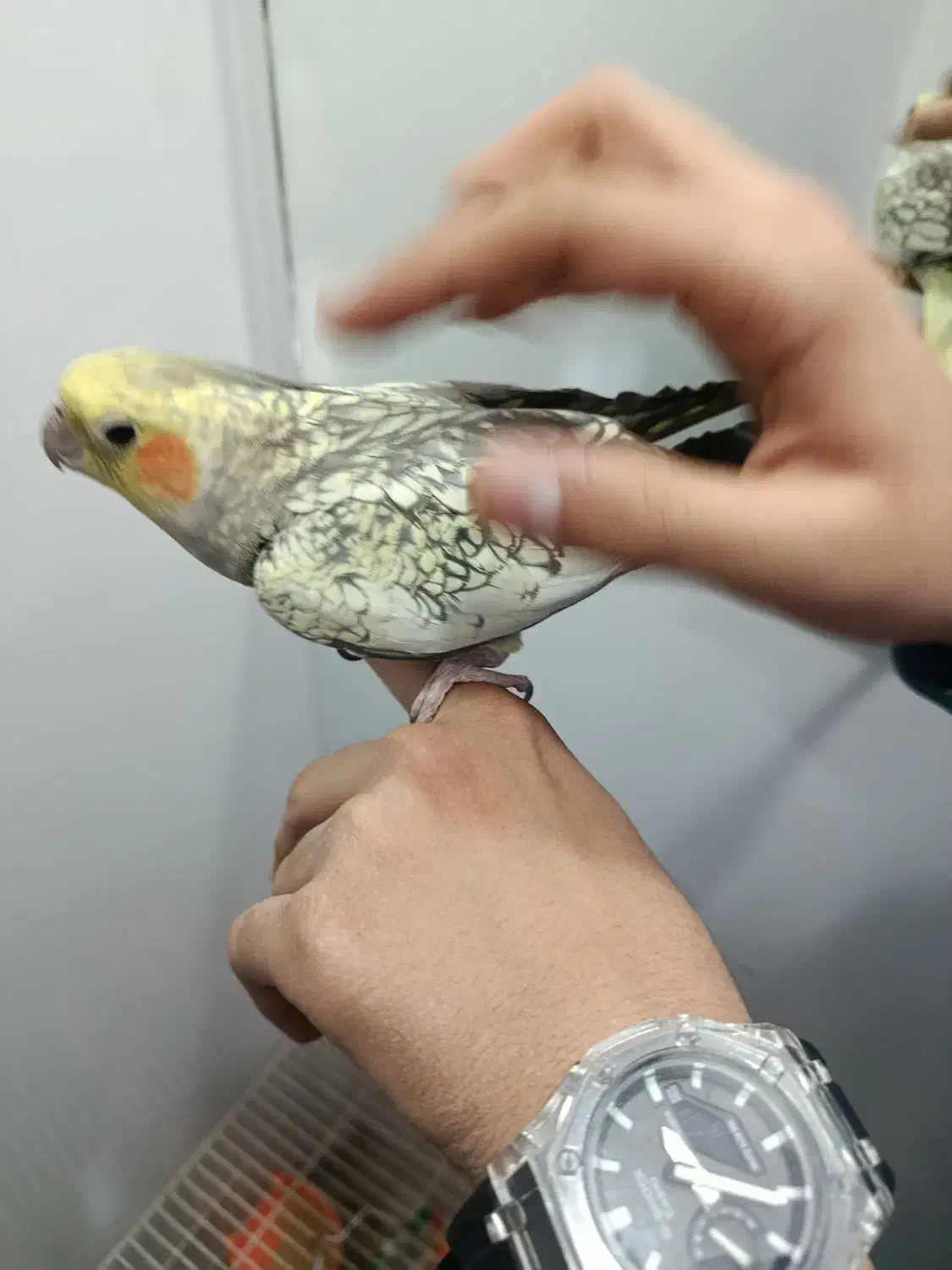 عروس هلندی دستی|پرنده|مشهد, کارگران|دیوار