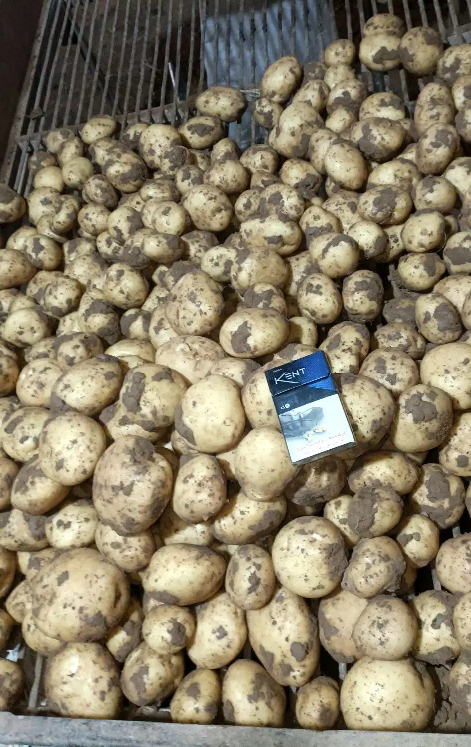 سیبزمینی بذری|حراج|کبودرآهنگ, |دیوار